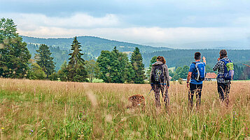 Eine Gruppe wandert mit Hund am Goldsteig im Bayerischen Wald über ein Feld.