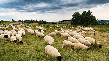 Bayern Ausflugstipps: Seht flauschigen Schafen auf bayerischer Wiesen bei grasen zu. Trefft auf eine Herde bei eurer Familienwanderung über die weiten Flächen.