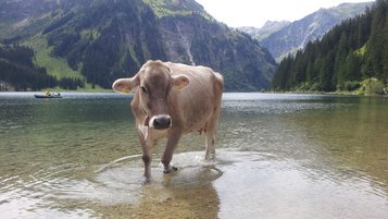 Eine braune Kuh steht in einem See und spielt mit dem Wasser. Das Tier ist umringt von Bergen.