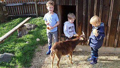 Drei Jungs füttern die Ziegen in Ziegenhausen beim Familienhotel Monikas Ferienhof.