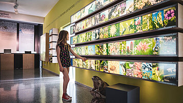 Kleines Mädchen betrachtet Bilder von Pflanzen in einem Museum in Südtirol.