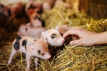 Ferkel im Stall werden liebevoll von Gästen gestreichelt im Familien Resort Petschnighof in Kärnten.