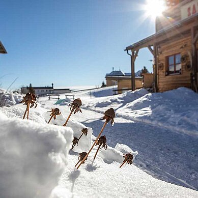 Verblühte Pflanzen, die sich aus dem frischen Schnee erheben, mit einem rustikalen Holzgebäude im Hintergrund und einer strahlenden Wintersonne, die über einem gemütlichen Resort im Erzgebirge unter einem klaren blauen Himmel scheint.