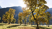 Ahornboden im Naturpark Karwendel in Tirol.