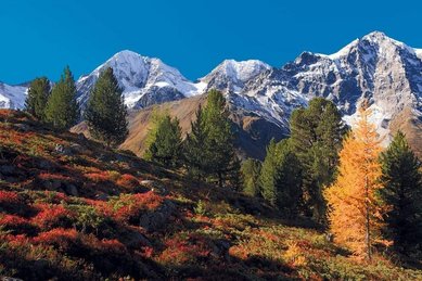 Blick auf die Berge im Nationalpark Stilfserjoch mit herbstlichem Wald und bunten Pflanzen im Vordergrund in Südtirol.