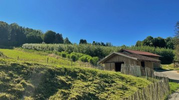 Pappel-Plantage in sonniger Hanglage nahe des Familienhotels Schreinerhof