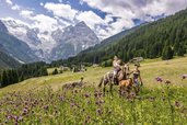 Ausreiten über eine blühende Wiese in Trafoi in Südtirol beim Hotel Bella Vista, im Hintergrund Berge und Wald.