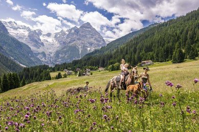 Ausreiten über eine blühende Wiese in Trafoi in Südtirol beim Hotel Bella Vista, im Hintergrund Berge und Wald.