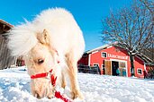 Das weiße Pony steht vor dem Reitstall im Schnee und sucht sich etwas zu fressen im Familienhotel Ulrichshof Nature · Family · Design.