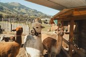 Alpakas und Ziegen stehen im Gehege des Familienhotel Mia Alpina in Tirol mit Holzhütte, Zaun und Bergen im Hintergrund.