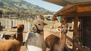 Alpakas und Ziegen stehen im Gehege des Familienhotel Mia Alpina in Tirol mit Holzhütte, Zaun und Bergen im Hintergrund.