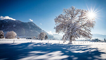 Traumhafte Winterlandschaft im Allgäu. Die Sonne strahlt zwischen einem Baum durch und es liegt Schnee.