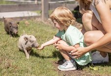 Eine Familie verbringt die Zeit im Streichelzoo des Familienhotels Galtenberg in Tirol indem sie die mini Schweine füttern.