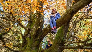 Zwei Kinder sitzen in einer Baumkrone vom Familienhotel Am Rennsteig im Thüringer Wald.