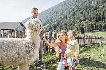 Mutter und Vater streicheln gemeinsam mit ihrem Kind die beiden Alpakas des Familienhotels Huber in Südtirol.