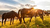 Im Familienhotel der Ponyhof Steiermark stehen die Pferde auf der Wiese in der Abendsonne.
