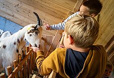 Zwei Jungs füttern eine Ziege im Kleintierbereich des Familienhotels Oberkarteis.