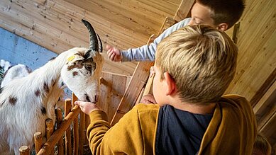 Zwei Jungs füttern eine Ziege im Kleintierbereich des Familienhotels Oberkarteis.
