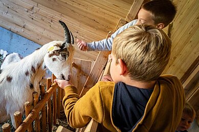 Zwei Jungs füttern eine Ziege im Kleintierbereich des Familienhotels Oberkarteis.