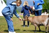 Mädchen füttert eine Ziege auf der Wiese des Familienhotels Rhön Feeling, begleitet von weiteren Gästen im Hintergrund.