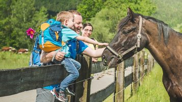 Während einer Wanderung trifft eine Familie auf ein Pferd und füttern dieses mit frischem Gras.
