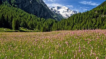 Eine Blumenwiese vor einer Bergkulisse mit Schnee