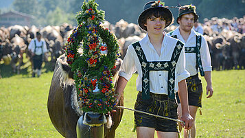 Viehscheid in Bad Hindelang im Allgäu.