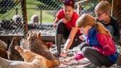 Kinder besuchen im Rahmen der Kinderbetreuung im Familienhotel Oberkarteis im Salzburger Land den hoteleigenen Kleintierbereich.