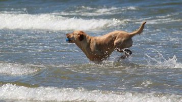 Ein Labrador spielt mit einem Ball im seichten Wasser am Strand