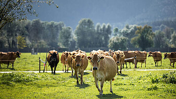 Salzburger Land Ausflugstipps: Erlebt einen typischen Almsommer mit zahlreichen weidenden Kühen