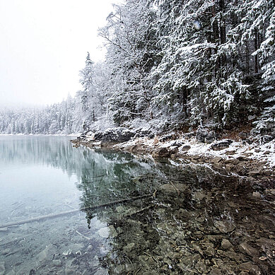 Bayern im Winter: Glasklarer See mit schneebedecktem Wald umgeben.
