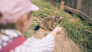 Kleines Mädchen füttert einen Otter auf dem Außengelände des Familienhotels Kirchheimerhof in Kärnten.
