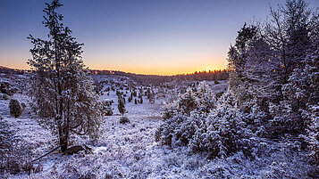 Eisklar zeigt sich die Lüneburger Heide im Winter. Die Landschaft punktet mit seinem Idyl.