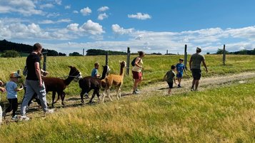 Gruppe aus Erwachsenen und Kindern führt mehrere Alpakas an Leinen über einen Feldweg durch eine grüne Wiese unter blauem Himmel.