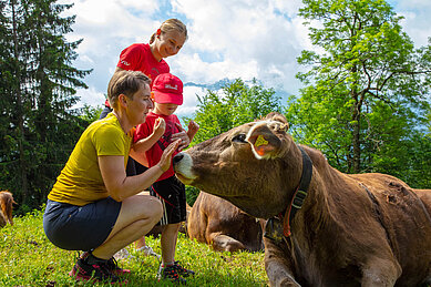 Bei der Wanderung werden die Kühe gestreichelt im Familienhotel Sonne Bezau Vorarlberg.