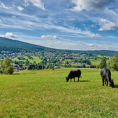 Sommer im Fichtelgebirge: Kühe grasen auf der grünen Wiese, im Hintergrund die herrliche Landschaft