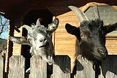 Zwei Ziegen schauen über den Zaun im Familienhotel der Ponyhof Steiermark.