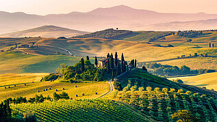 Die Weinberge in Italien.