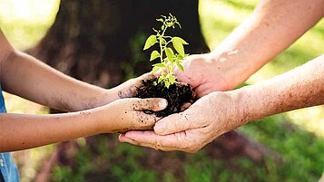 Kinderhände und Erwachsenenhände halten gemeinsam eine kleine Pflanze.