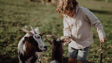 Kind streichelt Ziegen auf dem Erlebnisbauernhof des Familienhotel Mia Alpina in Tirol.
