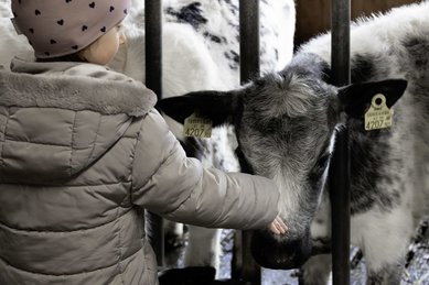 Ein Kind füttert ein Kalb im Familienhotel Oberkarteis im Salzburger Land in einer Nahaufnahme am Stall.
