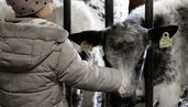 Ein Kind füttert ein Kalb im Familienhotel Oberkarteis im Salzburger Land in einer Nahaufnahme am Stall.
