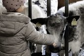 Ein Kind füttert ein Kalb im Familienhotel Oberkarteis im Salzburger Land in einer Nahaufnahme am Stall.