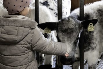 Ein Kind füttert ein Kalb im Familienhotel Oberkarteis im Salzburger Land in einer Nahaufnahme am Stall.