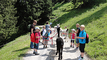 Wandern in Liechtenstein: Kinder auf einer Lama Trekkingtour in Triesenberg.