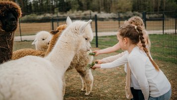 Am Gehege des Familienhotel Friedrichshof haben Kinder sichtlich Freude beim Füttern der Alpakas.