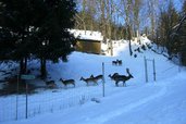 Rehgehege am Kinderhotel Bruckwirt im Winter-
