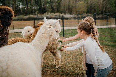 Am Gehege des Familienhotel Friedrichshof haben Kinder sichtlich Freude beim Füttern der Alpakas.