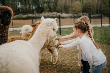 Am Gehege des Familienhotel Friedrichshof haben Kinder sichtlich Freude beim Füttern der Alpakas.