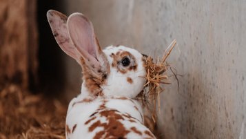 Braun-weiß geflecktes Kaninchen im Stall, das mit einem Büschel Stroh im Maul an einer Wand sitzt; weiche Nahaufnahme auf Kopf und lange Ohren.